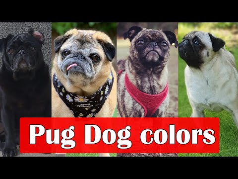 Types of Pug Dog Colors | Different Types of Pug Dog Colors And Their Pattern