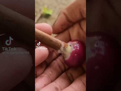 Grow Guava cutting use of onion in Glass of Water