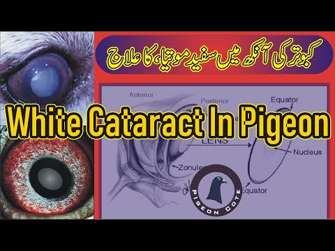 Pigeon Cataract | White Cataract in Pigeon Eye | Kabootar ki Ankh main Sufaid Motia | Pigeon Cote