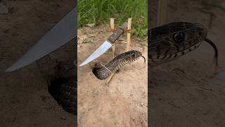 Simple DIY big snake trap using Knife#creativesnaketrap