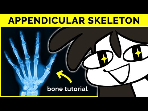 🔴 Mastering Human Anatomy: The Appendicular Skeleton 🦴