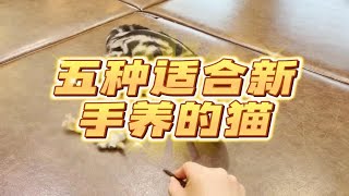 五种适合新手养的猫，选猫首选性格再看颜值，你选哪种猫？