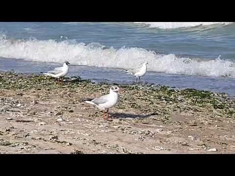 Black-headed Gull ( Larus ridibundus ) / Pescărușul râzător