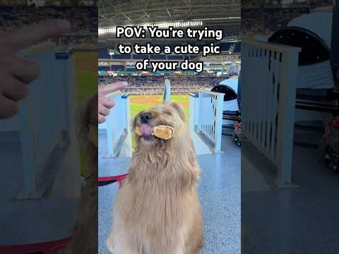 POV: You’re trying to take a cute pic of your dog… #goldendoodle #petparent #cutedog