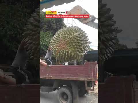 BIG DURIAN！😱😱😱