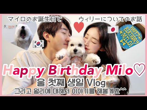 [JP/KR] 🎂 キム家長女!?マイロお誕生日Vlog🎀もう1匹のワンちゃんについて裁判が落ち着いたのでお話しします!! 사람도 부러워하는 마일로 생일 브이로그🧸ㅎㅎ 윌리에 대해서 보고