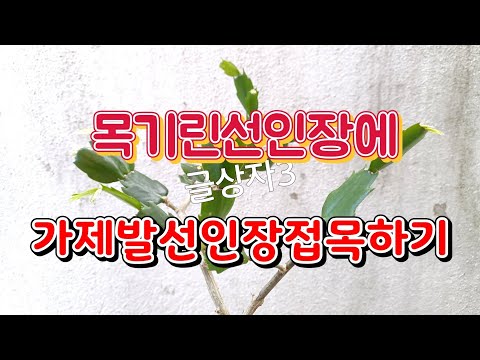 목기린선인장에 가제발선인장 접목