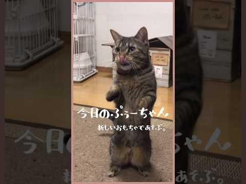 【新しいおもちゃであそぶ猫】