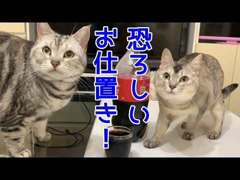 【しゃべる猫】ママが時限爆弾を仕掛けた！？おしゃべりペット