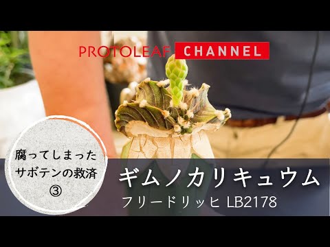 【接ぎ木サボテン】ギムノカリキュウム フリードリッヒL B 2178 救済③【Gymnocalycium friedrichii LB2178】