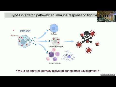 The Immune System: An Underappreciated Player in Brain Development