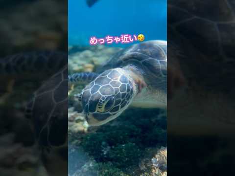 いつまでも見てられる西表島のカメちゃん🥰 #沖縄県 #海 #おすすめ #shorts #西表島