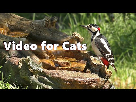 Videos for Cats to Watch ~ Waterfall Birds ⭐ 8 HOURS of Cat TV ⭐