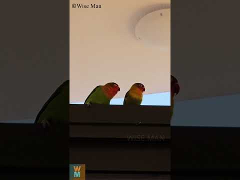 Fischer Bird Sound During Sleep #bird #fischer #parrot