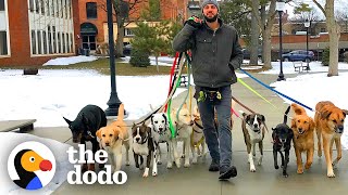 Professional Dog Walker Teaches Pack Of Dogs How To Perfectly Behave On Walks | The Dodo