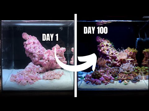 My First Ever REEF AQUARIUM! Day 1 to 100