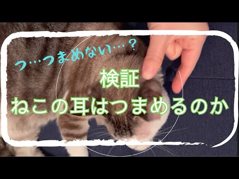 ねこの耳はつまめるのか検証してみた