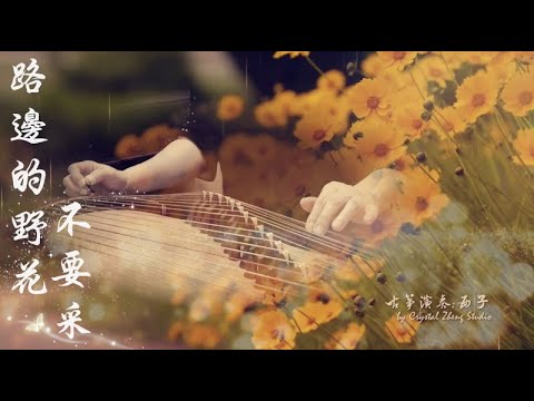 古箏《路邊的野花不要採》-Don't Pick the Roadside Flowers-西子古箏（鄧麗君金曲）好聽的古箏音樂- Guzheng Music- Crystal Zheng Studio