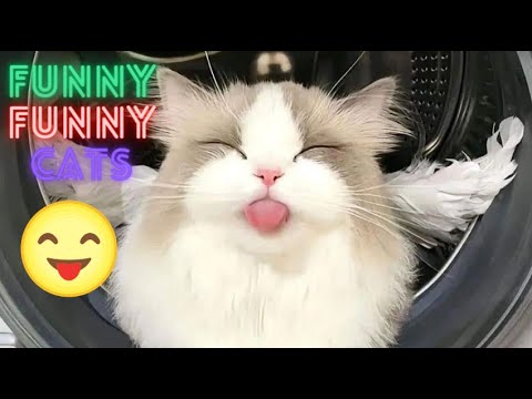 World's Funniest Cat Videos 😹 Funny Cat Video Compilation 😂Funny Cat Videos Try Not To Laugh😺Part 57