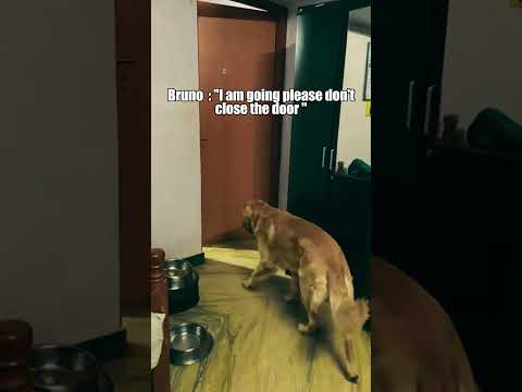 intelligent dog Bruno doing household work