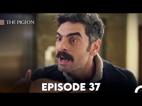 The Pigeon Episode 37 (FULL HD)