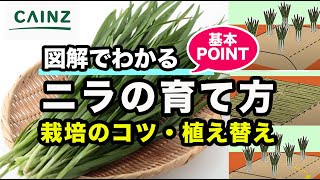 ニラの育て方｜韮の栽培方法｜失敗しない植え替え【カインズ野菜図鑑】