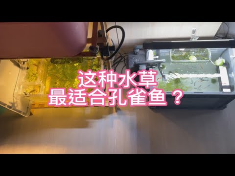 这种水草最适合孔雀鱼？