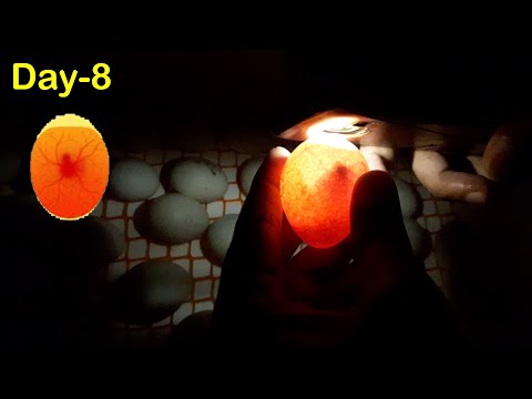 Egg Incubator Day-8 | Candling Chicken Eggs | Hatchery Machine