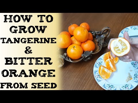 #how to grow Tangerine & Bitter orange from seed