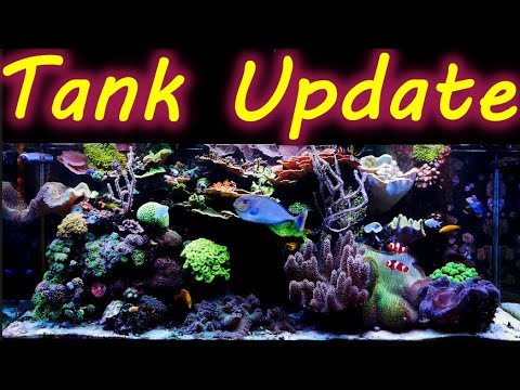 New Coral and Tank  Maintenance Reef Tank Update