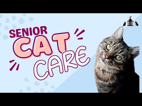 Senior Cat Care