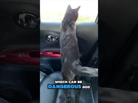 Car Ride Safety Tips | Two Crazy Cat Ladies #cats #cattips