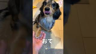 【全部できるかな？】愛犬の覚えた芸お披露目【ミニチュアダックスフンド/シルバーダップル】#Shorts