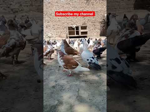 #beautiful #pigeon #pigeonbreeds #whitepigeon #pigeontypes #kabootar #funny #rollerpigeons#shorts