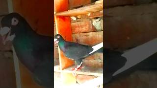 😱Balck🔥Magpie😈 #shorts #shortsfeed #viral #kabootar #pigeon #birds #kabootarlovers #pigeonlover #all