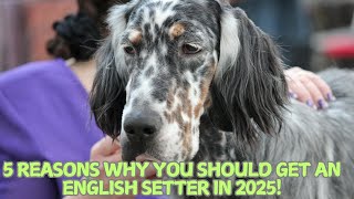 5 Reasons Why You Should Get an English Setter in 2025! 🐕