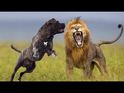 Cane Corso VS Lion - Lion VS Cane Corso Dog Breed Comparison | Dog Fighting 2022