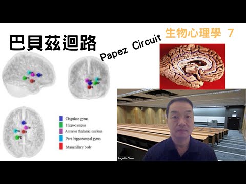 生物心理學07: #巴貝茲迴路 #papezcircuit #feelings #behavior #limbicsystem