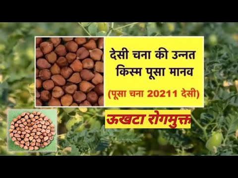 pusa manav 20211 पूसा मानव ऊखटा रोग मुक्त। 12-15 क्विंटल ऊत्पादन।