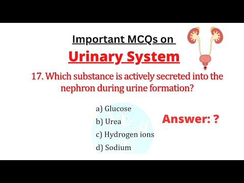 Important MCQs on the Urinary System with Answers for medical exams