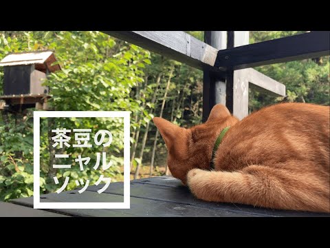 猫がニャルソックしているかと思ったら…　no88