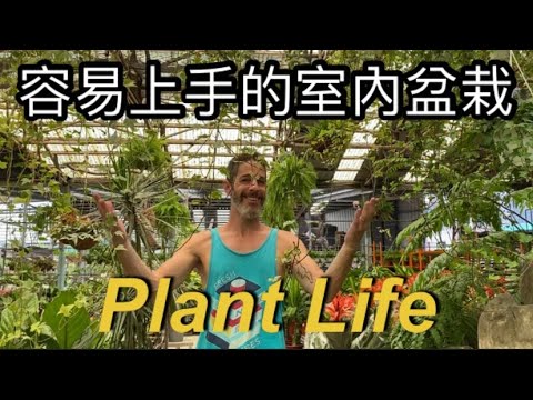 TOP 5 House plants as natural air cleaner 5個最容易照顧的室內植物『天然空氣清淨機』