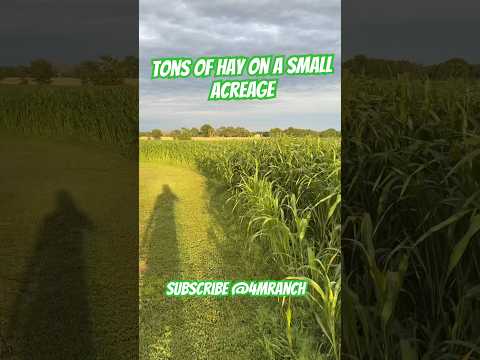 Huge hay yields on small acreage (Sorghum Sudan Grass) #shortsvideo #agriculture #farming