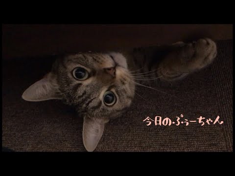 【ベッド下の猫】好きな場所は暗くて狭い所