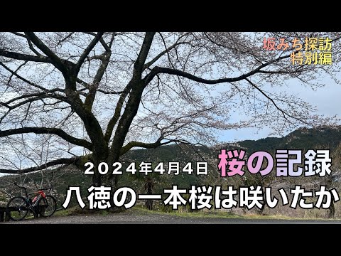 桜はもう咲いたか？　2024年　八徳の一本桜　坂みち探訪番外編