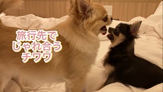 愛犬と函館旅行🚘PART２　センチュリーマリーナ函館に泊まりました♬