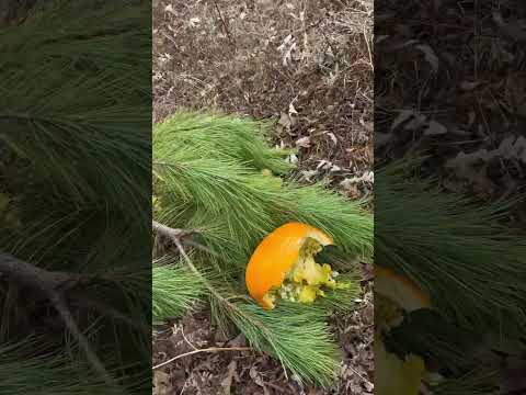 Civil Liberty Defense .40 Vs. Pumpkin