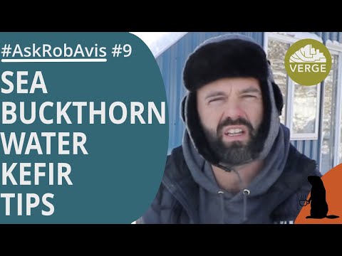 Sea Buckthorn Water Kefir - Q & A   #AskRobAvis 009