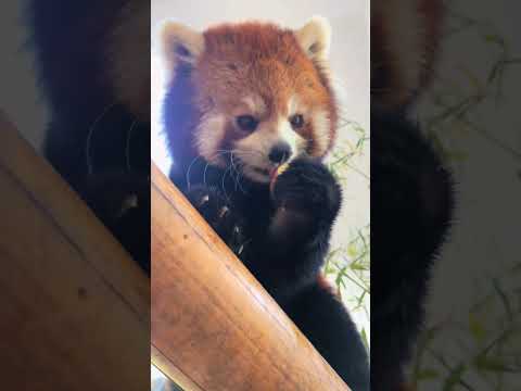 Warm baby, I'll take out the bamboo tube for you to see. Can you give me a little apple? Little