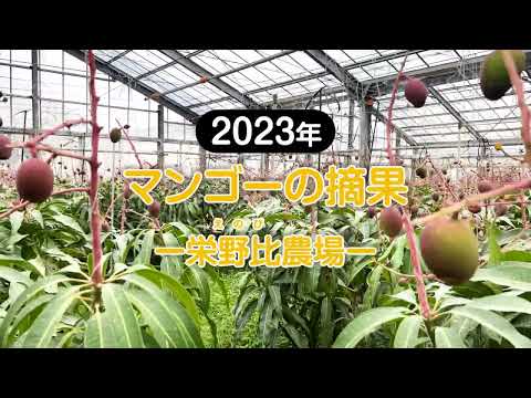 2023年_マンゴーの摘果｜栄野比（えのび）農場